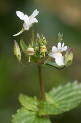 Nemesia floribunda