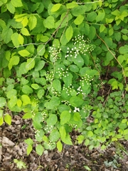 Spiraea chamaedryfolia