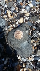 Glycymeris glycymeris