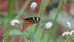 Mechanitis polymnia isthmia