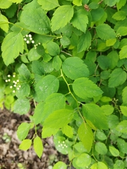 Spiraea chamaedryfolia