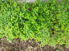Spiraea chamaedryfolia