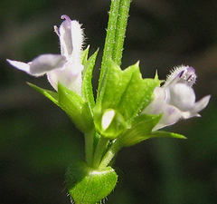 Salvia runcinata