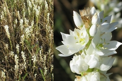 Ornithogalum conicum