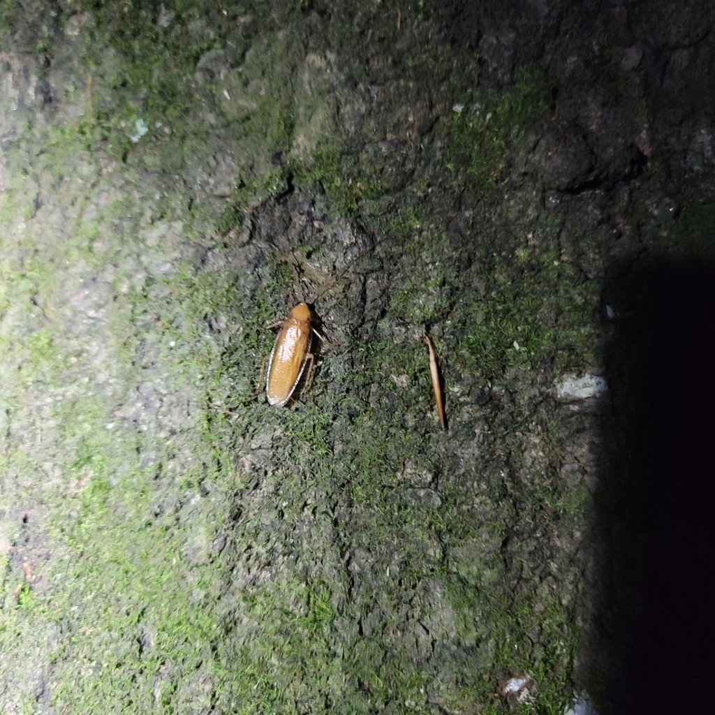 Caudell's wood cockroach
