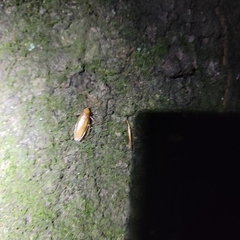 Parcoblatta caudelli