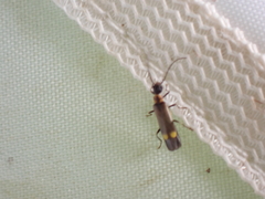 Malthodes marginatus