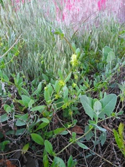 Asperugo procumbens