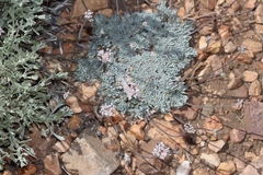 Eriogonum kennedyi austromontanum