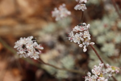 Eriogonum kennedyi austromontanum