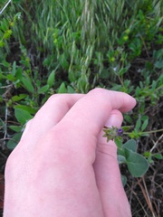 Asperugo procumbens