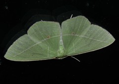 Tanaoctenia haliaria