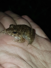 Limnonectes microdiscus