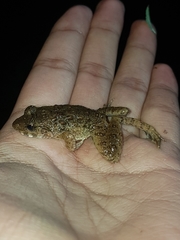 Limnonectes microdiscus