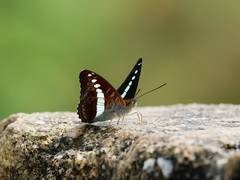Sumalia daraxa