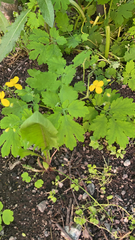 Chelidonium majus