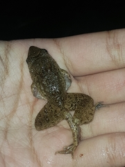 Limnonectes microdiscus