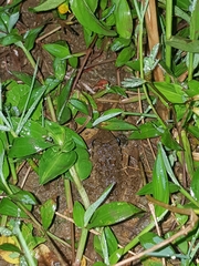 Limnonectes microdiscus