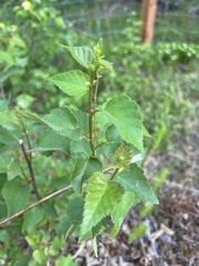 Betula neoalaskana