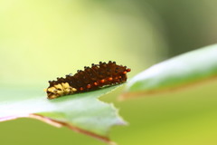 Trypanophora semihyalina