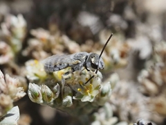 Halictus concinnus