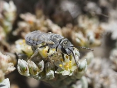 Halictus concinnus