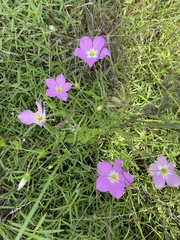 Sabatia campestris