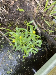 Ranunculus sceleratus