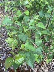 Betula neoalaskana