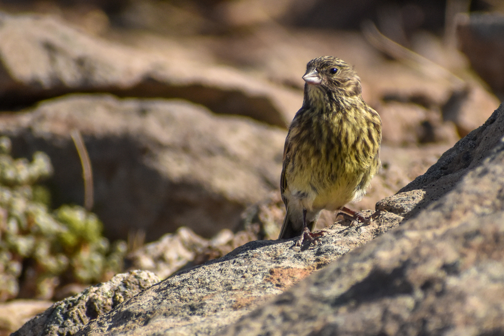 Yellow-bridled Finch (White-tailed)