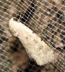 Leucocnemis perfundis