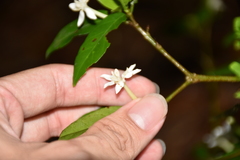 Benkara sinensis