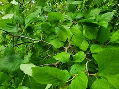 Crataegus macracantha