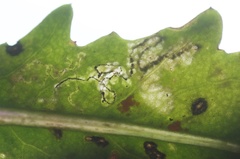Stigmella ogygia