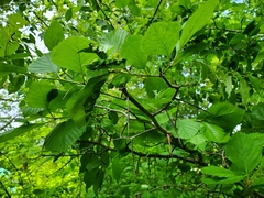 Crataegus macracantha