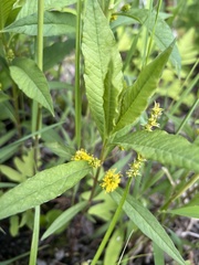 Lysimachia thyrsiflora