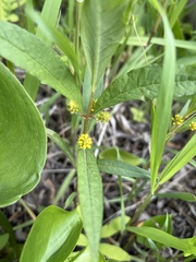 Lysimachia thyrsiflora