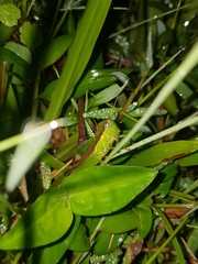 Oxya japonica