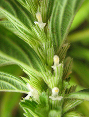 Leucas neuflizeana