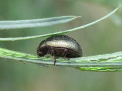 Chrysolina lepida