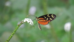 Mechanitis polymnia isthmia