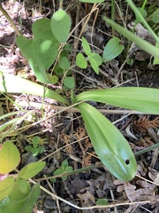 Platanthera unalascensis