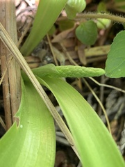 Platanthera unalascensis