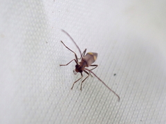 Malthodes marginatus