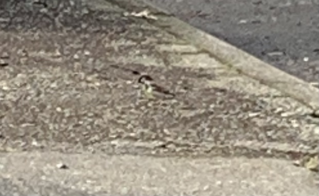 European house sparrow from Rainier Ave S, Seattle, WA, US on June 04
