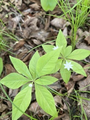 Lysimachia borealis