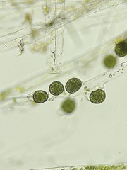 Vaucheria fontinalis