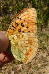 Argynnis adippe cleodoxa