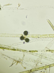 Vaucheria fontinalis