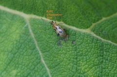 Systena nigroplagiata